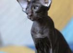 Baby - Oriental Kitten For Sale - Miami, FL, US