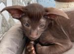Gene - Oriental Kitten For Sale - Norwalk, CT, US
