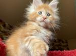 Romashka Polydactyl - Maine Coon Kitten For Sale - 