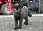 Black Sister Cuties - American Shorthair Kitten For Sale - Mount Joy, PA, US