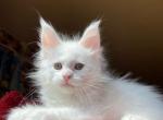 Xandra - Maine Coon Kitten For Sale - Miami, FL, US