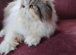 Dexter - Persian Cat For Sale/Service - Albany, OR, US