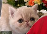 Cinder - Exotic Kitten For Sale - Cross Plains, TN, US