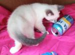 Bluepoint Snowshoe Boy - Snowshoe Kitten For Sale - Walterboro, SC, US