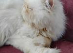 JACK - Persian Cat For Sale/Service - Albany, OR, US