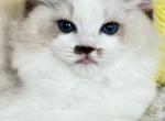 LUNA - Ragdoll Kitten For Sale - Brooklyn, NY, US