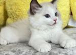 SIMBA - Ragdoll Kitten For Sale - Brooklyn, NY, US