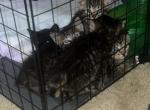 Bobtails - American Bobtail Kitten For Sale - Houston, TX, US