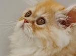 Finn Doll Faced Persian - Persian Kitten For Sale - Elk River, MN, US