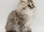 Fallon Doll Faced Persian - Persian Kitten For Sale - Elk River, MN, US