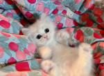 Papi - Minuet Kitten For Sale - 