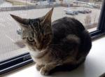 Lulu - Domestic Cat For Adoption - Minneapolis, MN, US