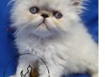 NC Persians cattery - Himalayan Kitten For Sale - Fayetteville, NC, US