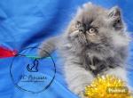 Blue Persian boy - Persian Kitten For Sale - Fayetteville, NC, US