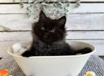 Salem - Persian Kitten For Sale - FL, US