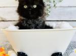 Inky - Persian Kitten For Sale - FL, US