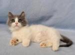 Dunkin - Munchkin Kitten For Sale - Knoxville, TN, US