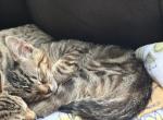 Emma - Bengal Kitten For Sale - Concord, NH, US