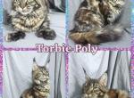 Torbie poly on all 4 - Maine Coon Kitten For Sale - Omaha, NE, US
