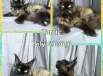 Tortie poly on all 4 - Maine Coon Kitten For Sale - Omaha, NE, US