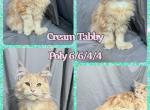 Cream tabby female poly - Maine Coon Kitten For Sale - Omaha, NE, US