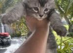 Ariel - Maine Coon Kitten For Sale - Hollywood, FL, US