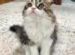 Gina - Scottish Fold Kitten For Sale - 