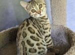 Raine - Bengal Kitten For Sale - Winnsboro, TX, US