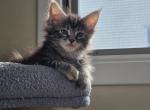 Sweet Female maine coon kitten - Maine Coon Kitten For Sale - Easton, PA, US