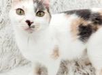 Holly - Highlander Cat For Sale - Rockford, IL, US