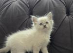 Ragdoll Blue Point Mitted - Ragdoll Kitten For Sale - Southwick, MA, US