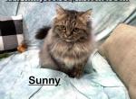Sunny - Persian Kitten For Sale - Calico Rock, AR, US