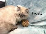 Frosty - Persian Kitten For Sale - Calico Rock, AR, US
