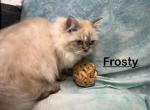 Frosty - Persian Kitten For Sale - Calico Rock, AR, US