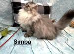 Simba - Persian Kitten For Sale - Calico Rock, AR, US