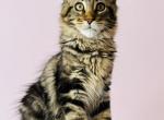 Maine Coon Female - Maine Coon Kitten For Sale - Staten Island, NY, US