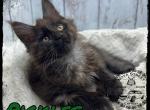 Purebred polydactyl Male Maine Coon kittens - Maine Coon Kitten For Sale - Wisconsin Rapids, WI, US