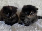 CFA registered Persian kittens - Persian Kitten For Sale - Sheridan, MI, US