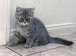 Tiger a Blue and Silver Tabby Male - Exotic Kitten For Adoption - Las Vegas, NV, US