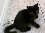 Wicca a Black Tabby Female - Exotic Kitten For Adoption - Las Vegas, NV, US