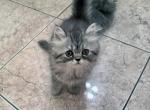 Puddin a Sweet Doll Face Tabby - Persian Kitten For Adoption - Las Vegas, NV, US