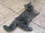 Dory a Rare Blue Persian Female - Persian Kitten For Adoption - Las Vegas, NV, US