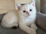 Kuzia - British Shorthair Kitten For Sale - San Mateo, CA, US