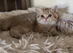Lucky - British Shorthair Kitten For Sale - San Mateo, CA, US