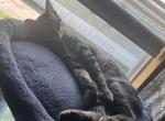 Smokey and Lola - American Shorthair Kitten For Sale - Chicago Heights, IL, US