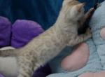 Pharoah - Bengal Kitten For Sale - Boston, MA, US
