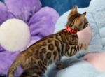 Reine - Bengal Kitten For Sale - Boston, MA, US