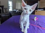 Little Nugget - Devon Rex Kitten For Sale - Bloomington, IL, US