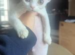 Baby Kitty - Devon Rex Kitten For Sale - Bloomington, IL, US