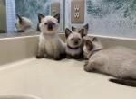 Lily&Luna&Daisy - Siamese Kitten For Sale - 